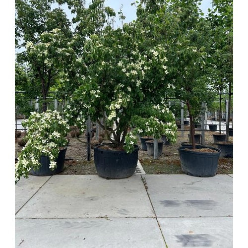 Blomsterkornell - Cornus kousa chinensis 350-400 MS CONT